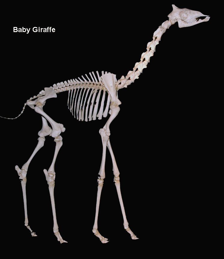http://pgbooks.ru/userfiles/Giraffe_Skeleton(1).jpg