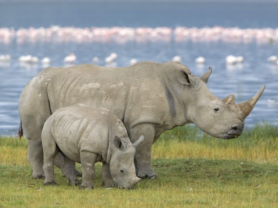 Белые носороги