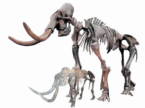 Сравните высоту скелетов колумбийского и карликового мамонтов.
