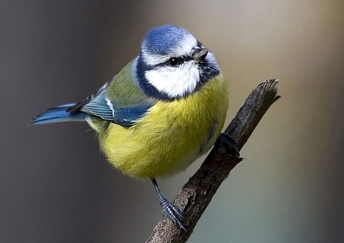 Синица: приметы о птице, которая привлекает успех и счастье