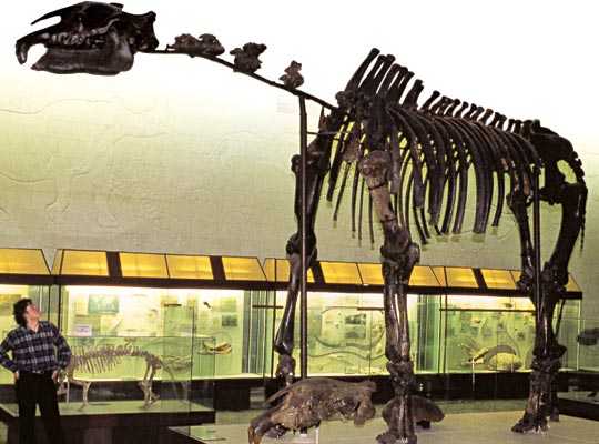 Скелет индрикотерия в Палеонтологическом музее в Москве