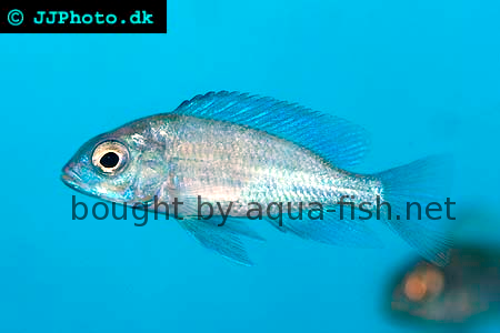 blue-dolphin-cichlid-2.png