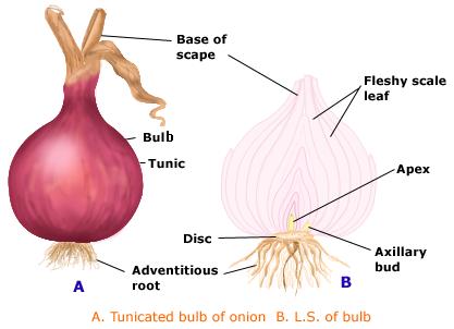 onion-bulb.jpeg