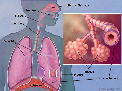 Lungs_AnatomyPage2.jpg