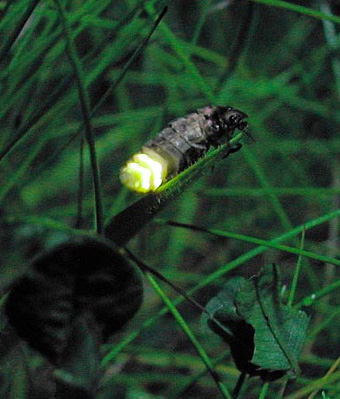 glow-worm.jpg