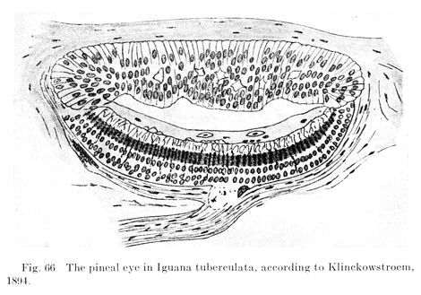Klinckowstroem_(1894)_parietal_eye_of_Iguana.png