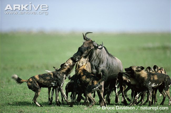 African-wild-dog-pack-hunting-wildebeest.jpg