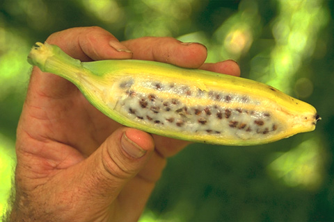banana seed.jpg