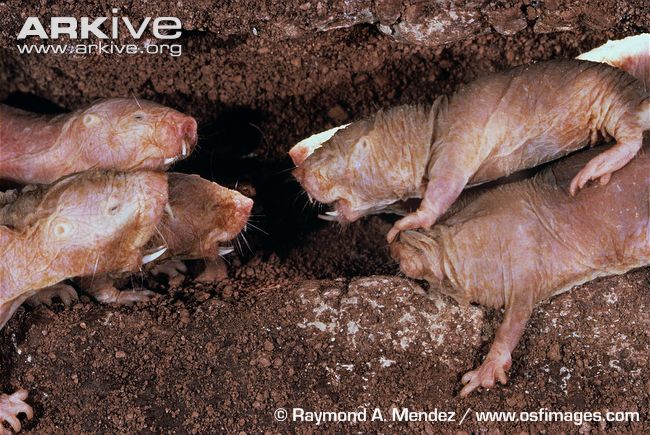 Naked-mole-rats-from-different-colonies-in-conflict-after-meeting-in-tunnel-between-nests.jpg