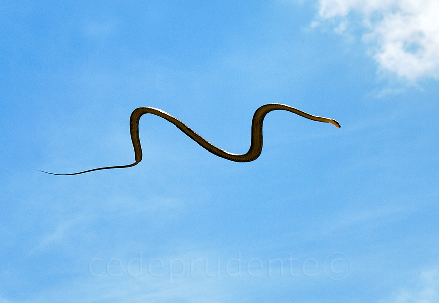 DSC_2823 Flying snake.jpg