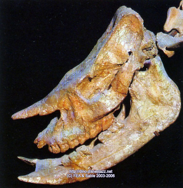 Хорошо видны нижние резцы на черепе носорога-хилотерия  