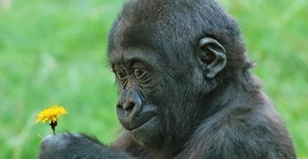Жизнь замечательных горилл