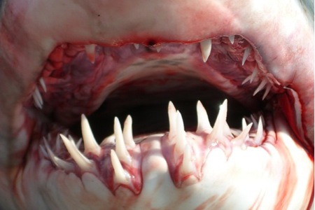 http://pgbooks.ru/userfiles/Maco_Shark_Teeth_Close-up.jpg